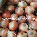 Wholesale New Crop gelbe Zwiebel